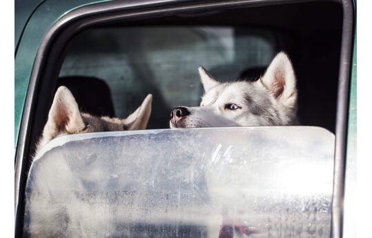 Consejos para viajar con una mascota en el coche