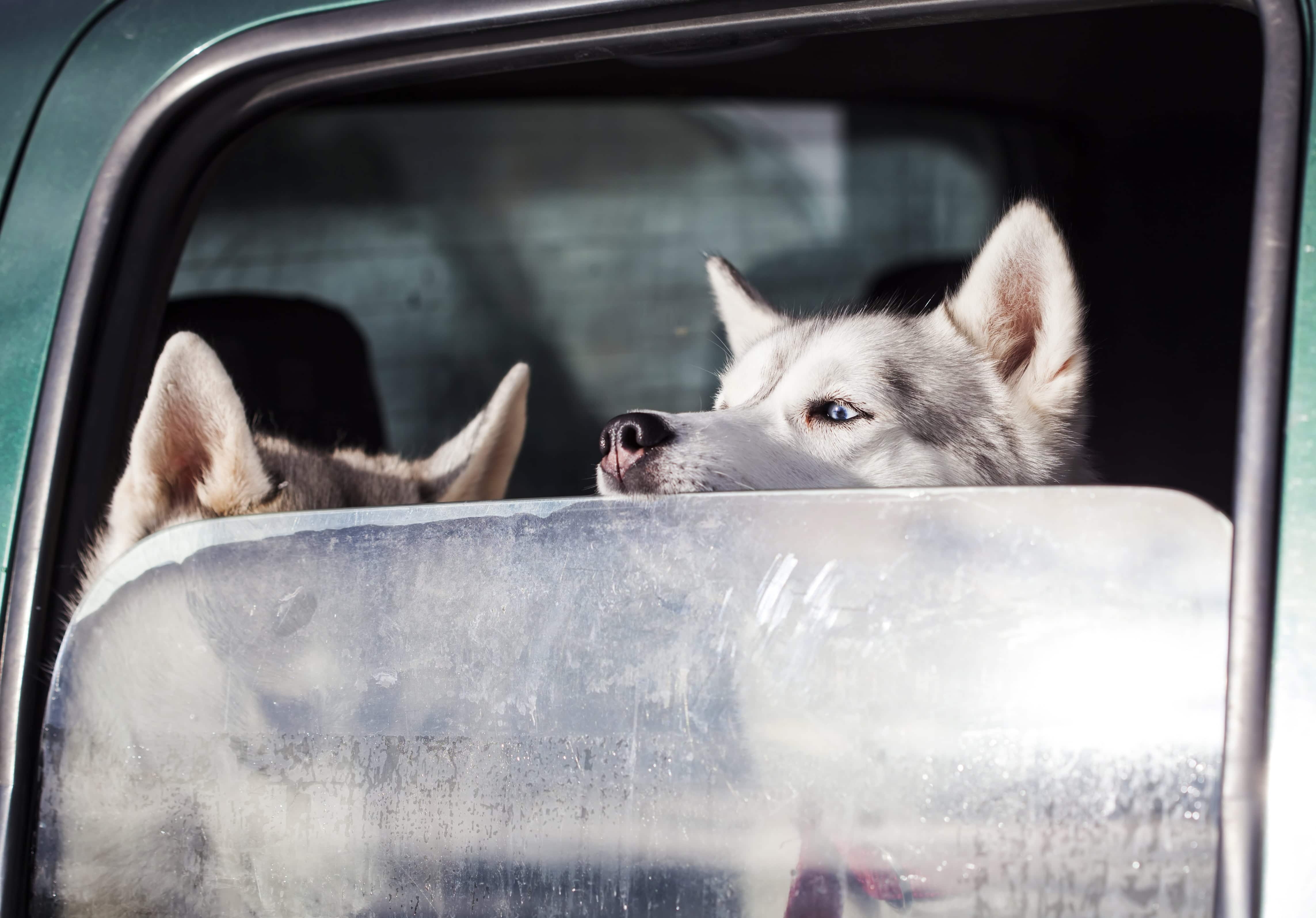 Rejillas de coche para viajar con su perro ·
